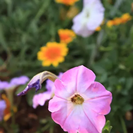 Appartamento With A Parking Space Tar, Porec - 7026 Tar-Vabriga