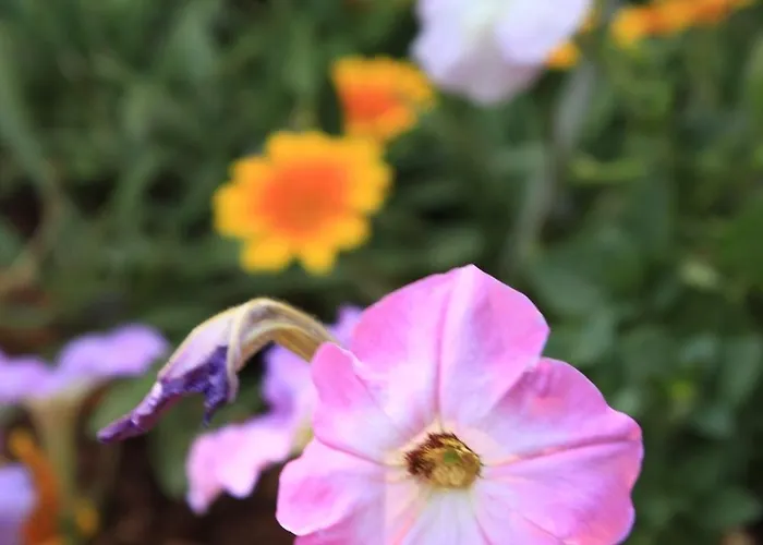 Appartement With A Parking Space Tar, Porec - 7026 Tar-Vabriga